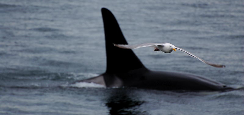 A gull upstages a killer whale